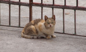Chat errant abandonné stray cat. Crédit: Normski's, Flickr